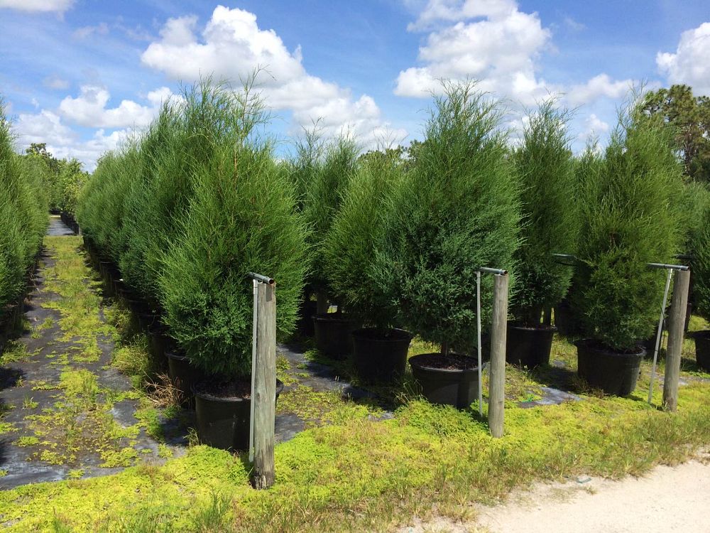 juniperus-virginiana-silicicola-southern-red-cedar
