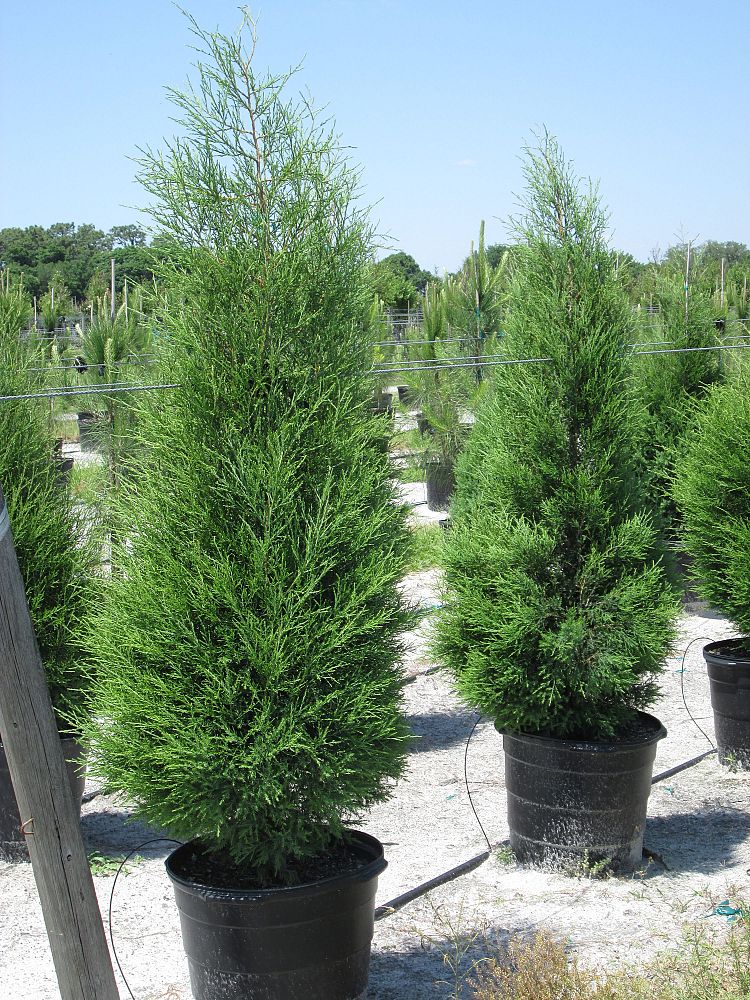 juniperus-virginiana-silicicola-southern-red-cedar