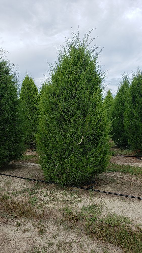 juniperus-virginiana-silicicola-southern-red-cedar