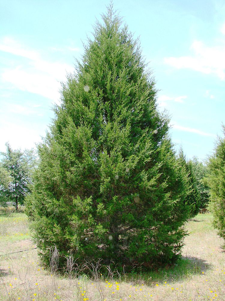 juniperus-virginiana-silicicola-southern-red-cedar