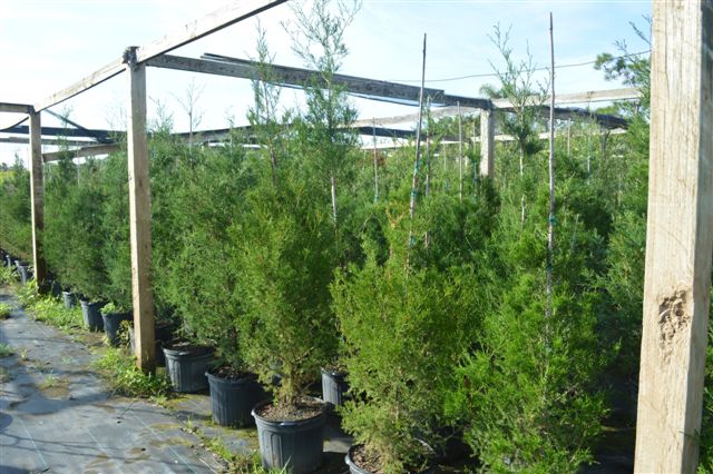 juniperus-virginiana-silicicola-southern-red-cedar
