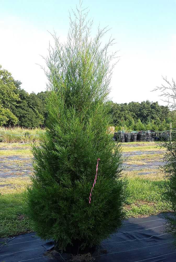juniperus-virginiana-silicicola-southern-red-cedar