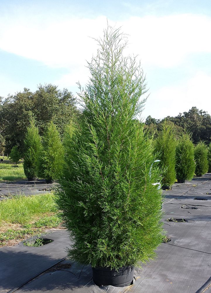 juniperus-virginiana-silicicola-southern-red-cedar