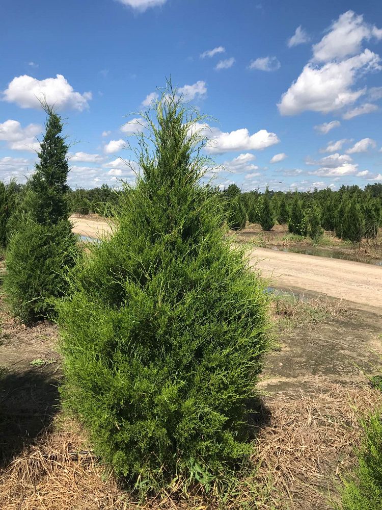 juniperus-virginiana-silicicola-southern-red-cedar