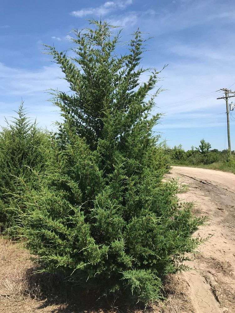 juniperus-virginiana-silicicola-southern-red-cedar