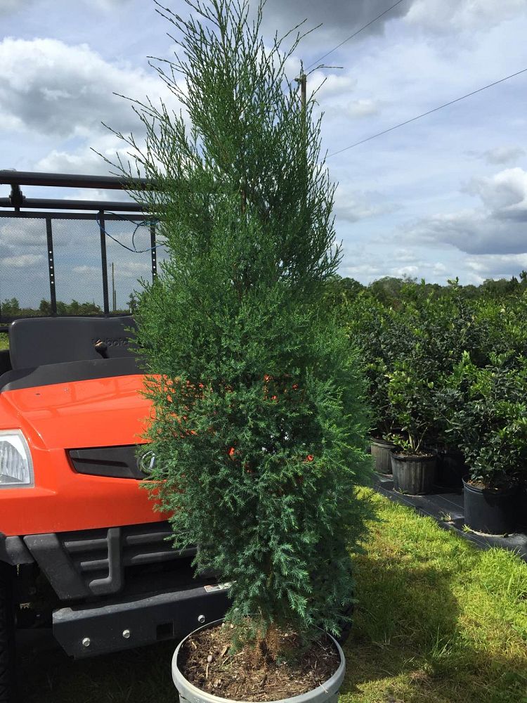 juniperus-virginiana-silicicola-southern-red-cedar