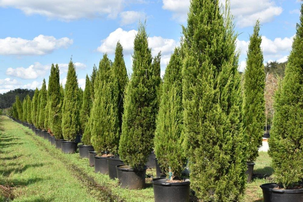 juniperus-virginiana-silicicola-southern-red-cedar