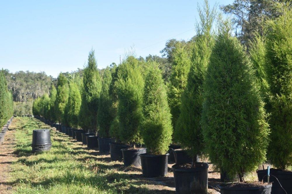juniperus-virginiana-silicicola-southern-red-cedar