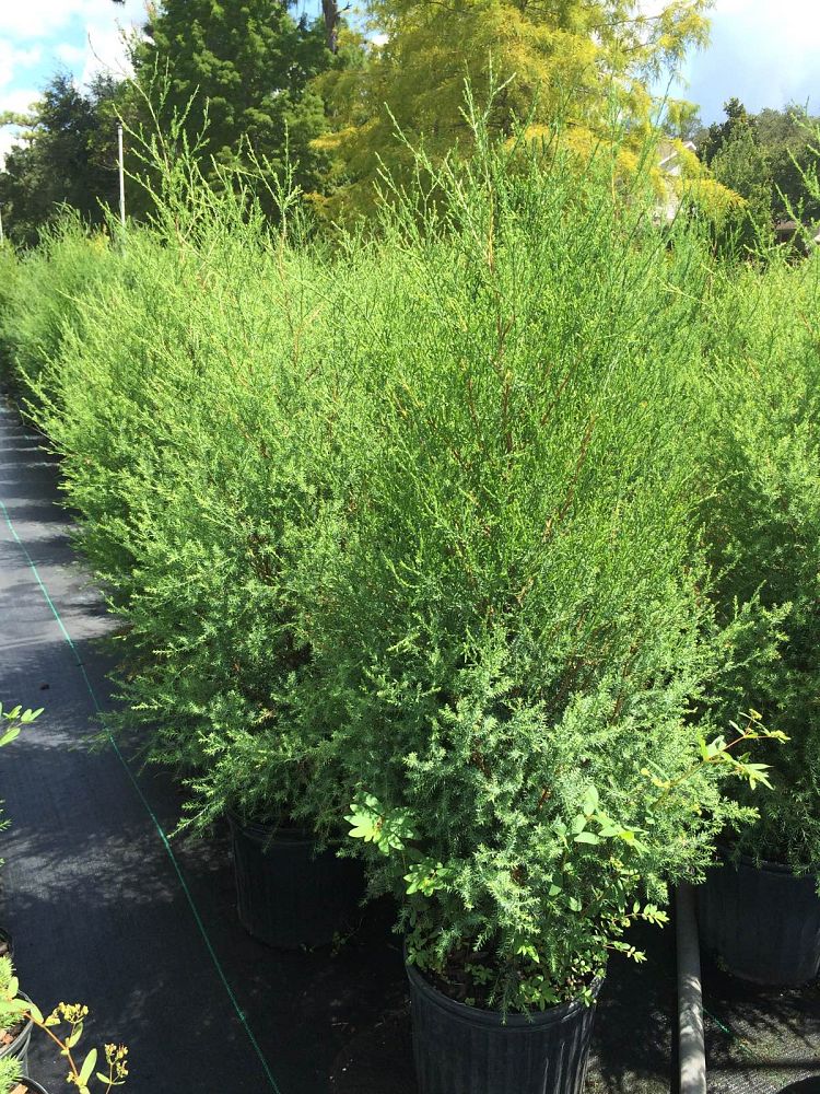 juniperus-virginiana-silicicola-southern-red-cedar