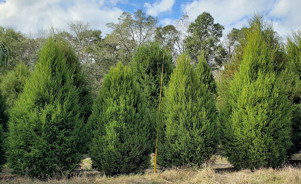 juniperus-virginiana-silicicola-southern-red-cedar