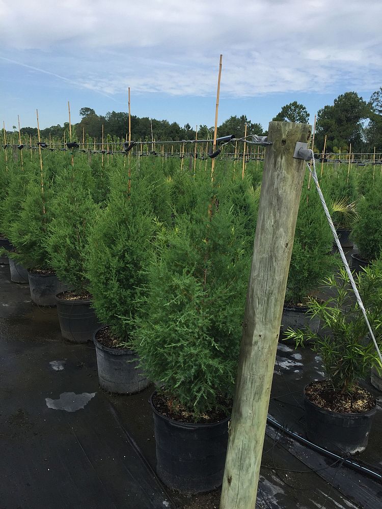 juniperus-virginiana-silicicola-southern-red-cedar