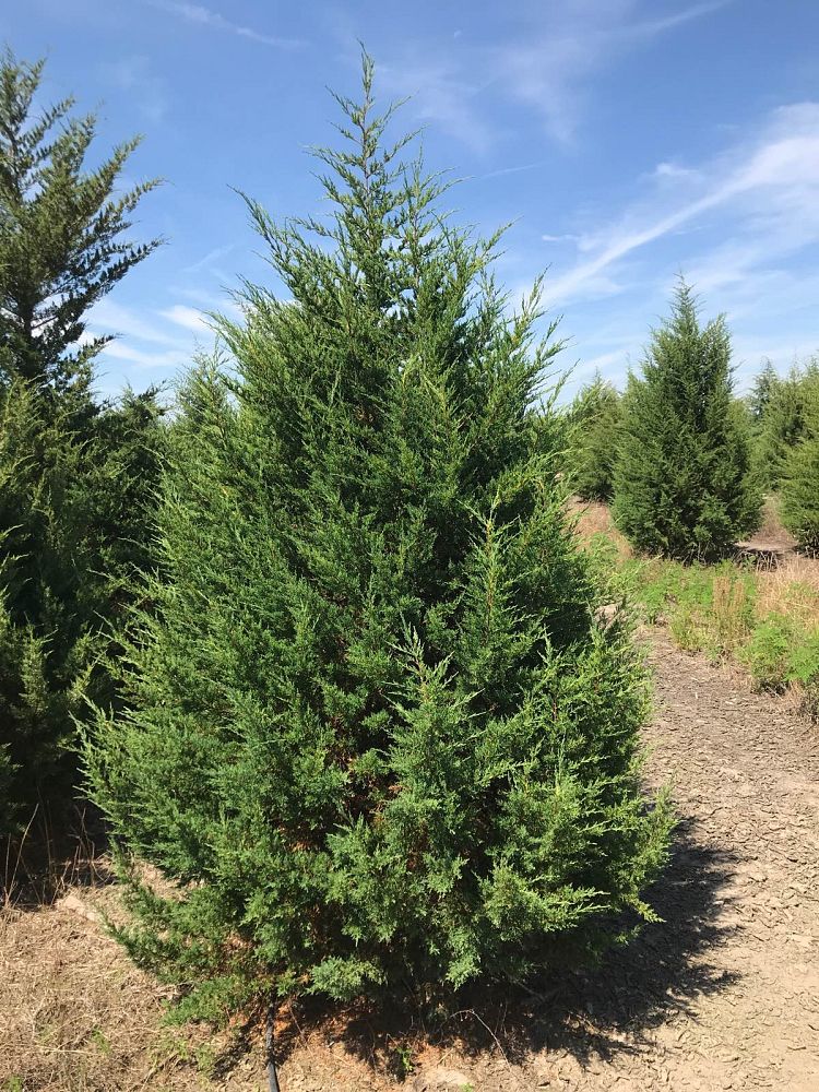 juniperus-virginiana-silicicola-southern-red-cedar