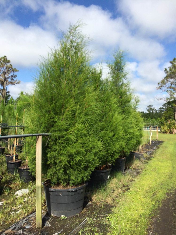 juniperus-virginiana-silicicola-southern-red-cedar