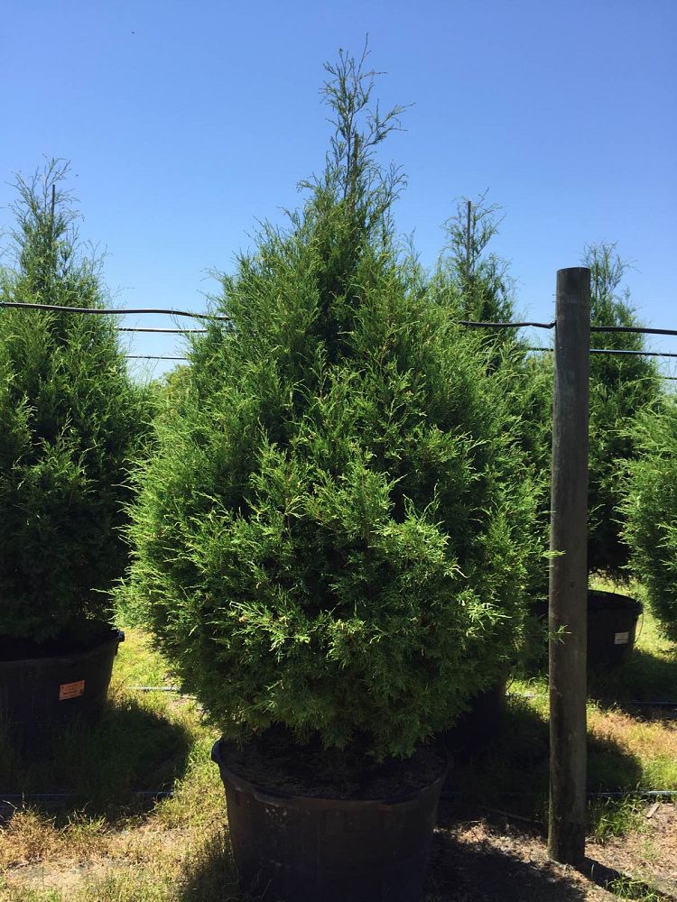 juniperus-virginiana-silicicola-southern-red-cedar