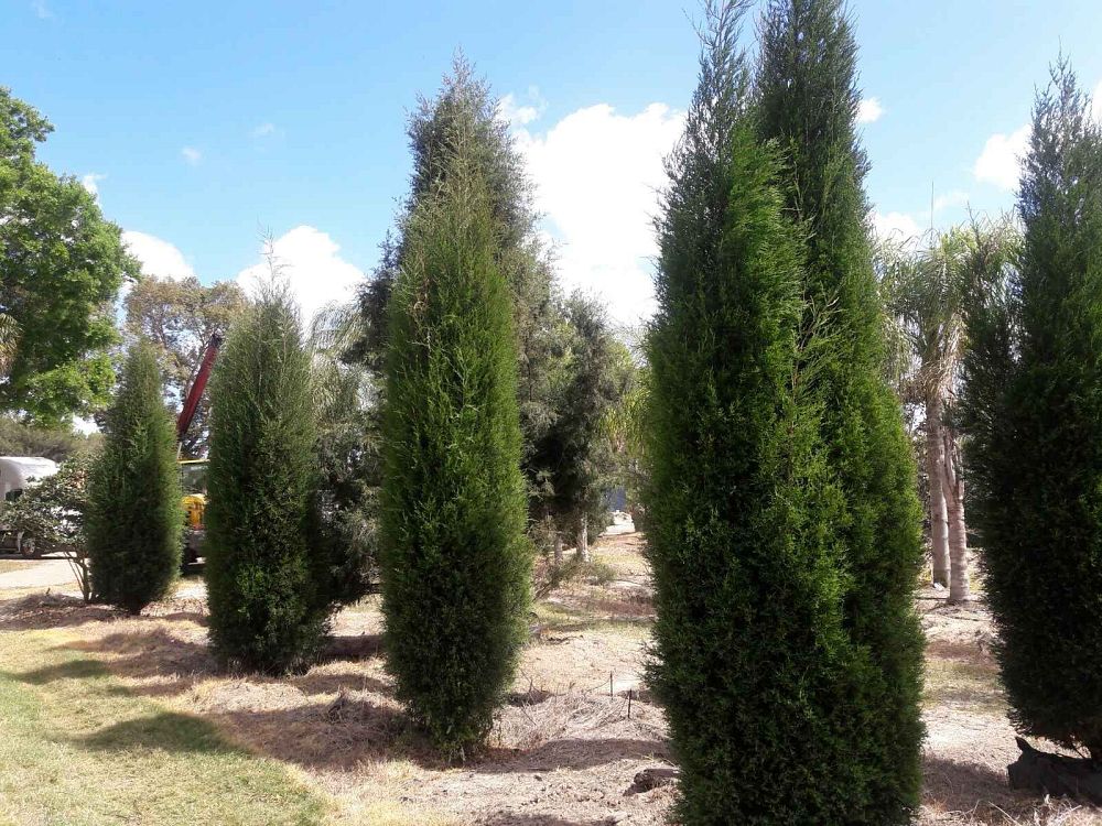 juniperus-virginiana-silicicola-southern-red-cedar