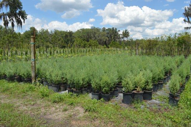 juniperus-virginiana-silicicola-southern-red-cedar