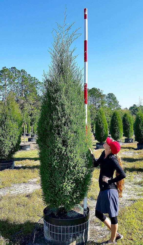 juniperus-virginiana-silicicola-southern-red-cedar