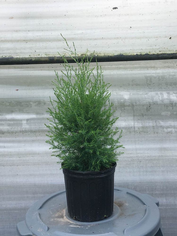 juniperus-virginiana-silicicola-southern-red-cedar