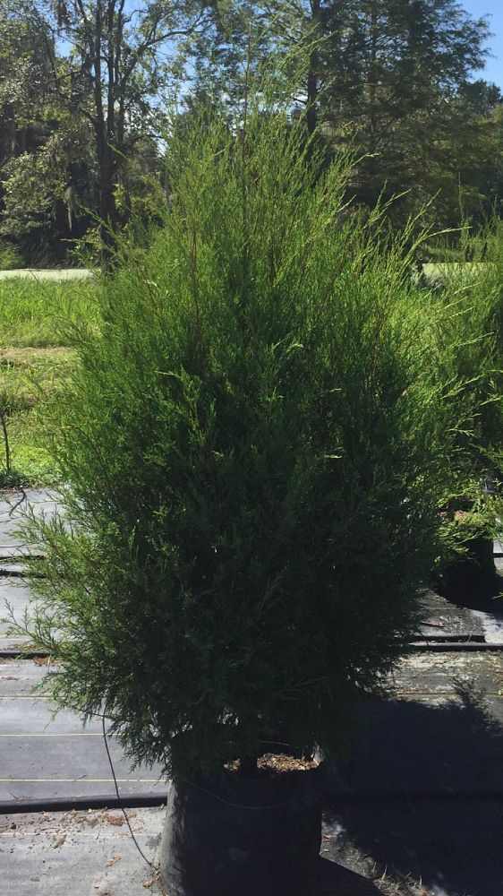 juniperus-virginiana-silicicola-southern-red-cedar
