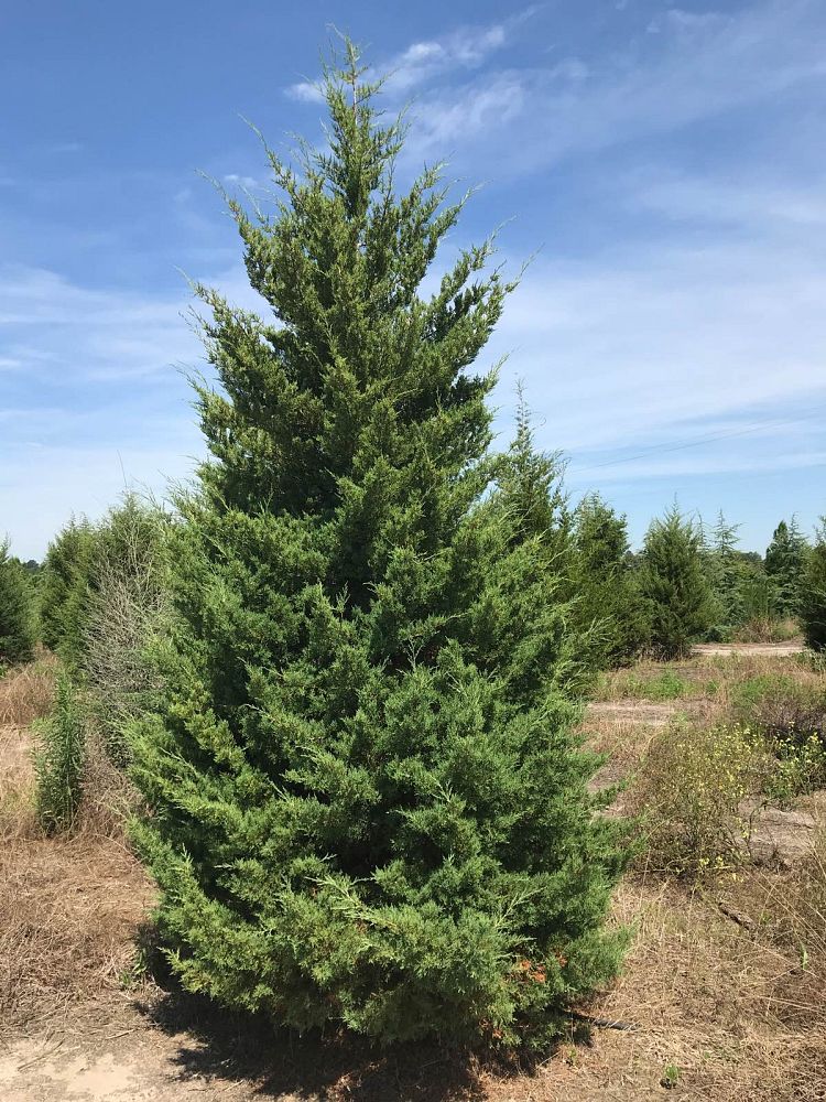 juniperus-virginiana-silicicola-southern-red-cedar
