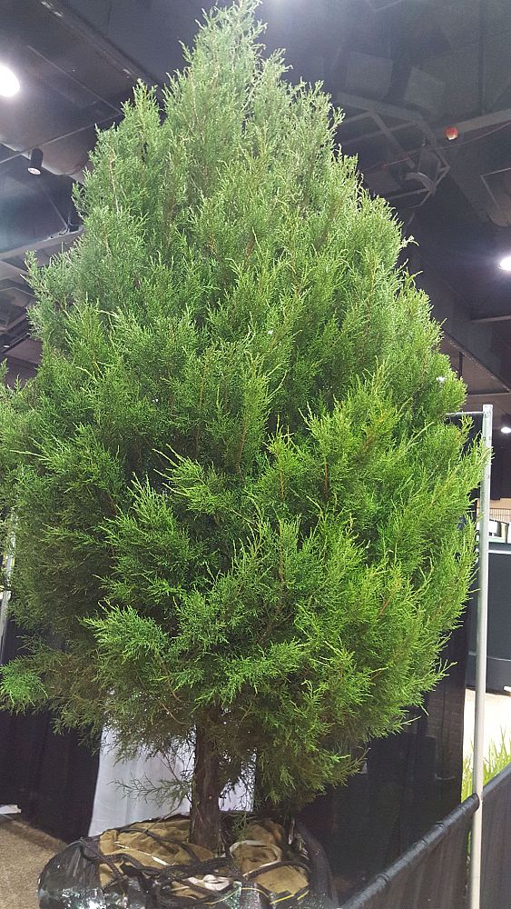 juniperus-virginiana-silicicola-southern-red-cedar