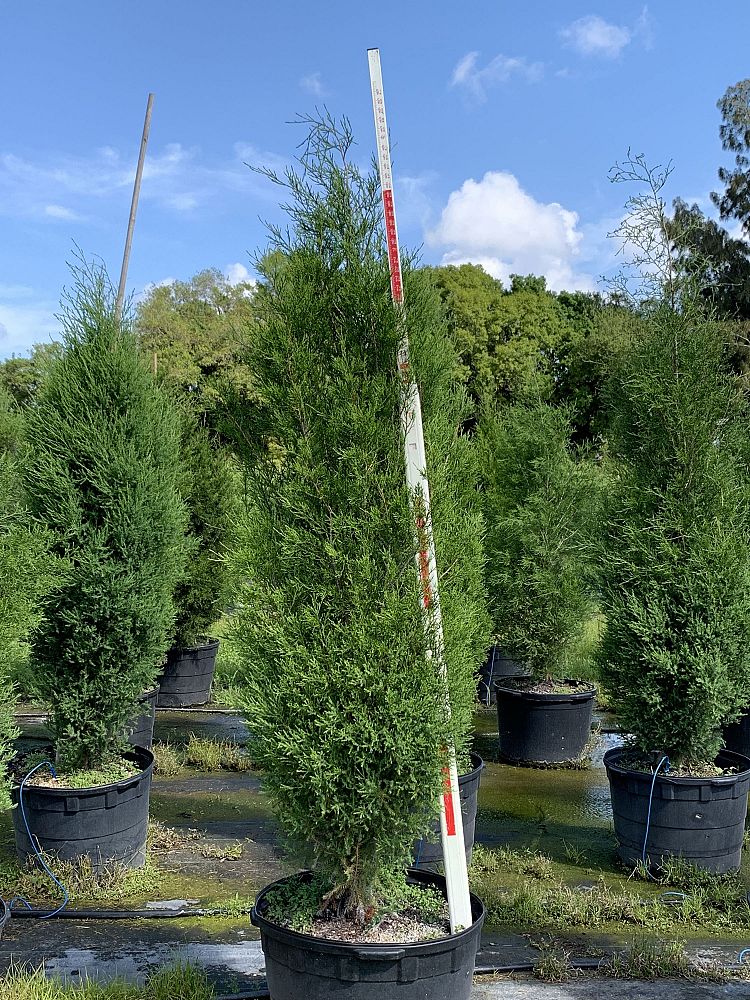 juniperus-virginiana-silicicola-southern-red-cedar