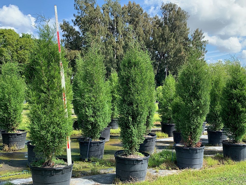 juniperus-virginiana-silicicola-southern-red-cedar