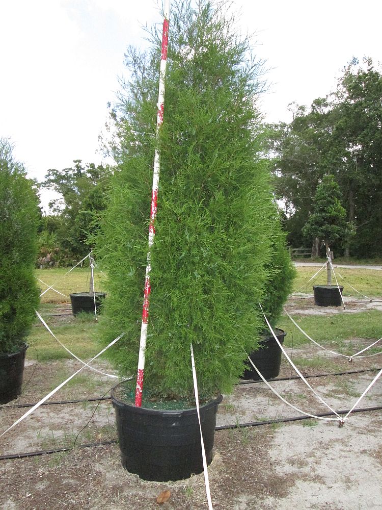 juniperus-virginiana-silicicola-southern-red-cedar