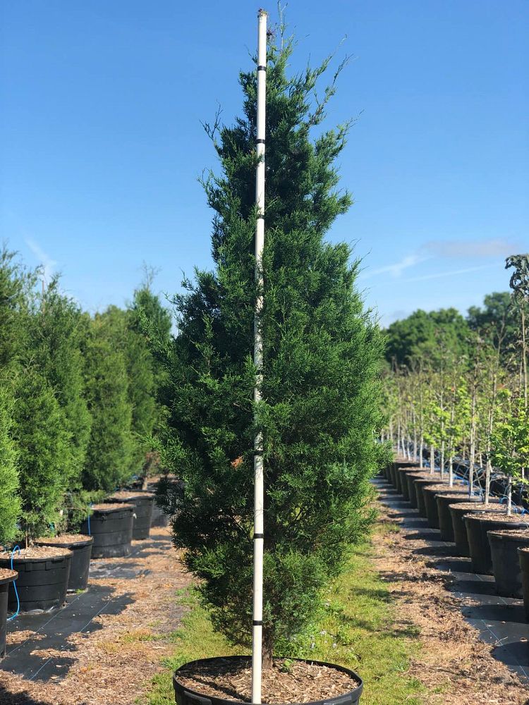 juniperus-virginiana-silicicola-southern-red-cedar