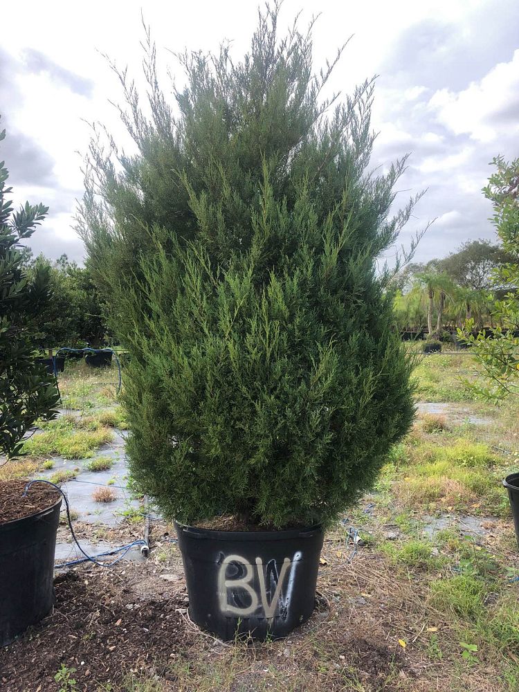 juniperus-virginiana-silicicola-southern-red-cedar