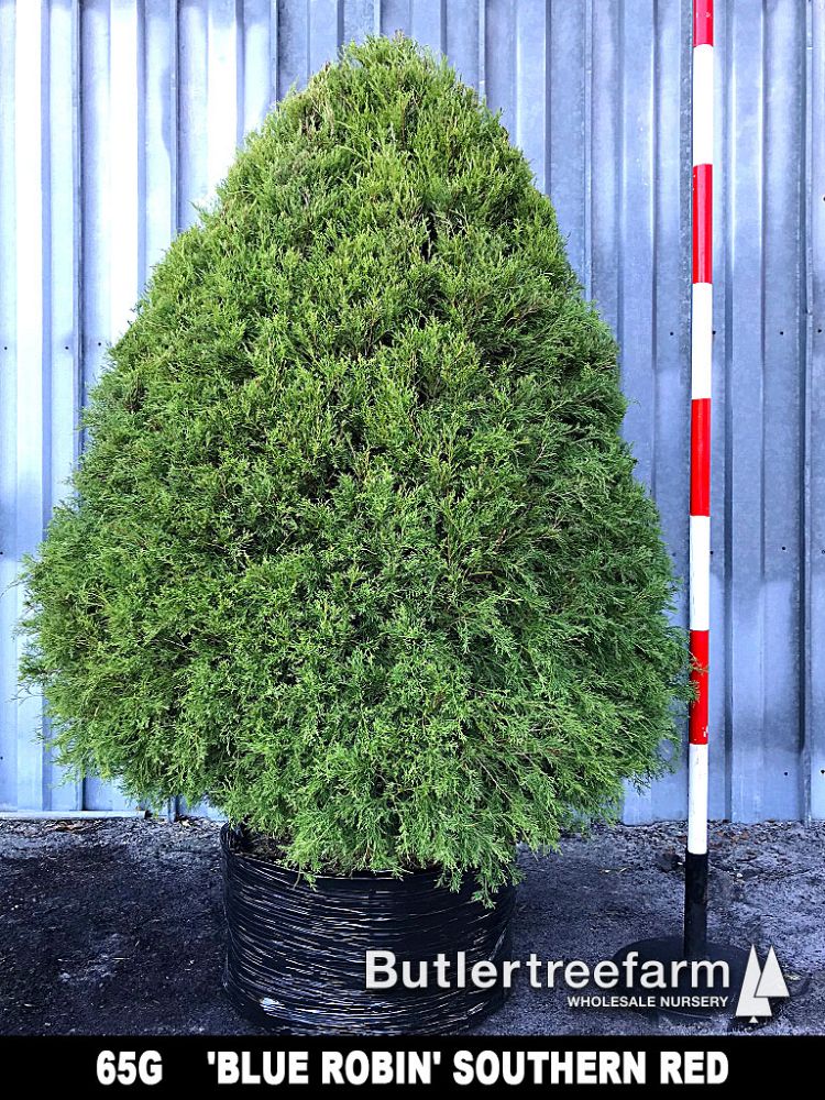juniperus-virginiana-silicicola-southern-red-cedar