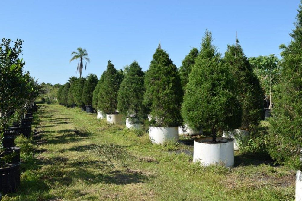 juniperus-virginiana-silicicola-southern-red-cedar