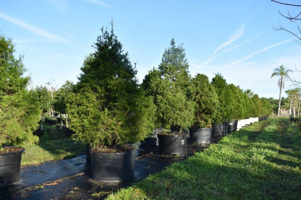 juniperus-virginiana-silicicola-southern-red-cedar