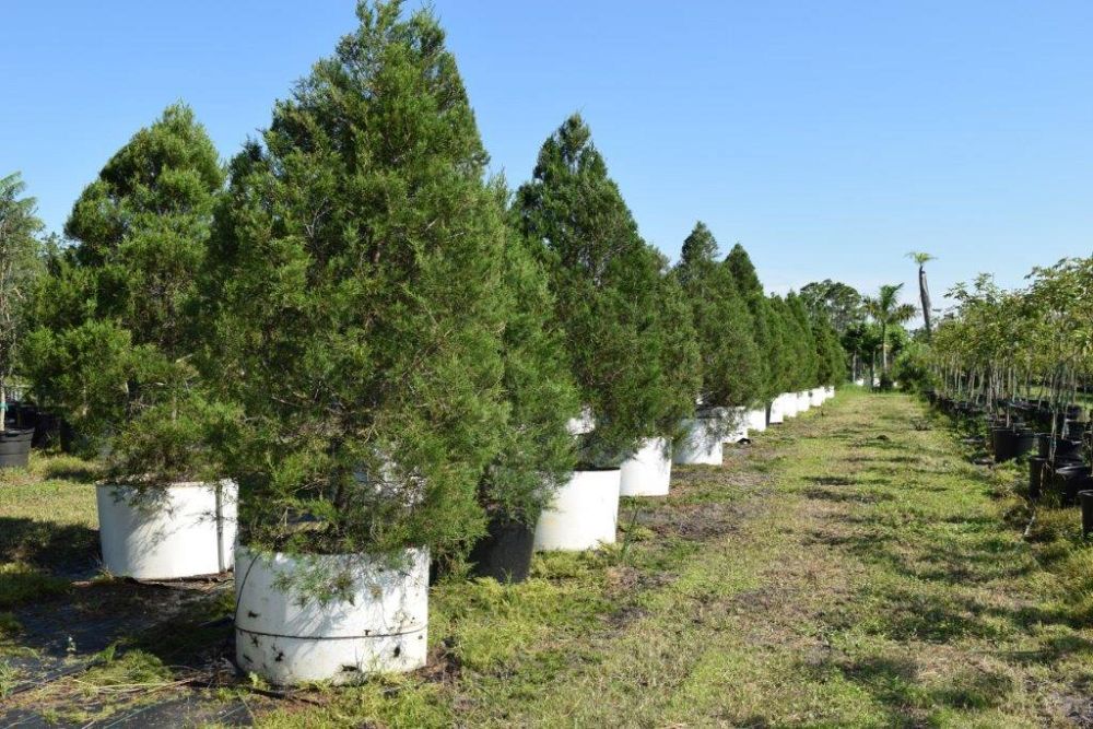 juniperus-virginiana-silicicola-southern-red-cedar