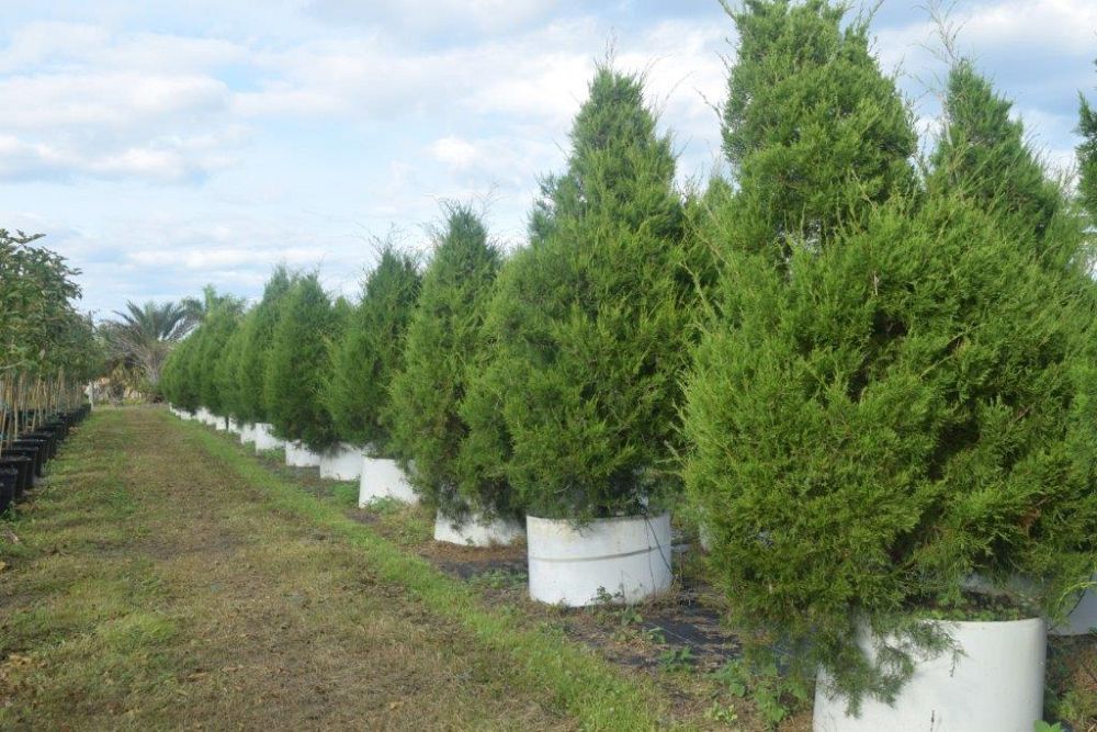 juniperus-virginiana-silicicola-southern-red-cedar