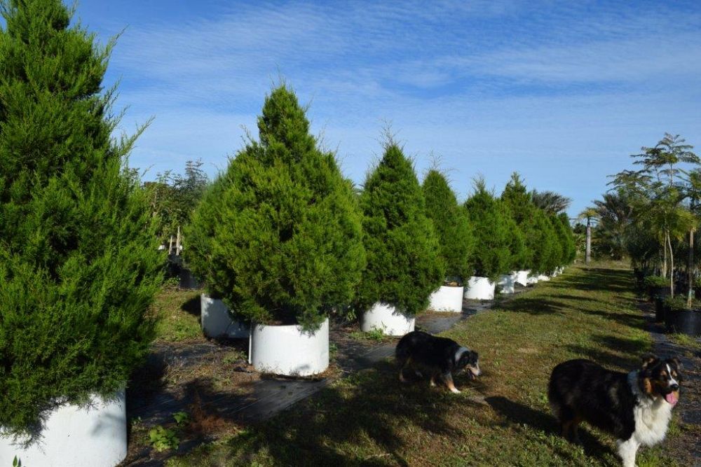 juniperus-virginiana-silicicola-southern-red-cedar