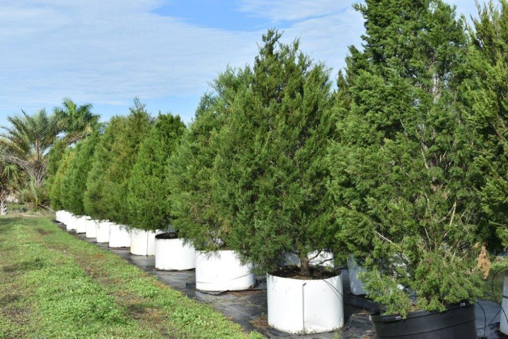 juniperus-virginiana-silicicola-southern-red-cedar