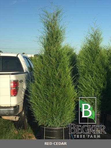 juniperus-virginiana-silicicola-southern-red-cedar
