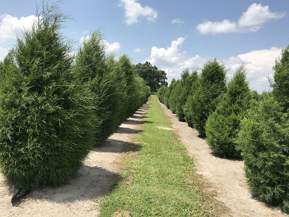 juniperus-virginiana-silicicola-southern-red-cedar