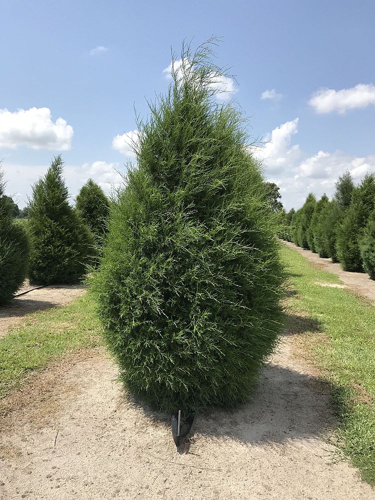 juniperus-virginiana-silicicola-southern-red-cedar