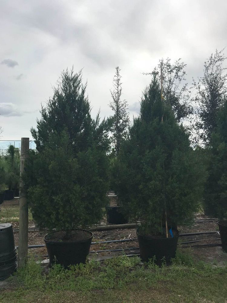 juniperus-virginiana-silicicola-southern-red-cedar