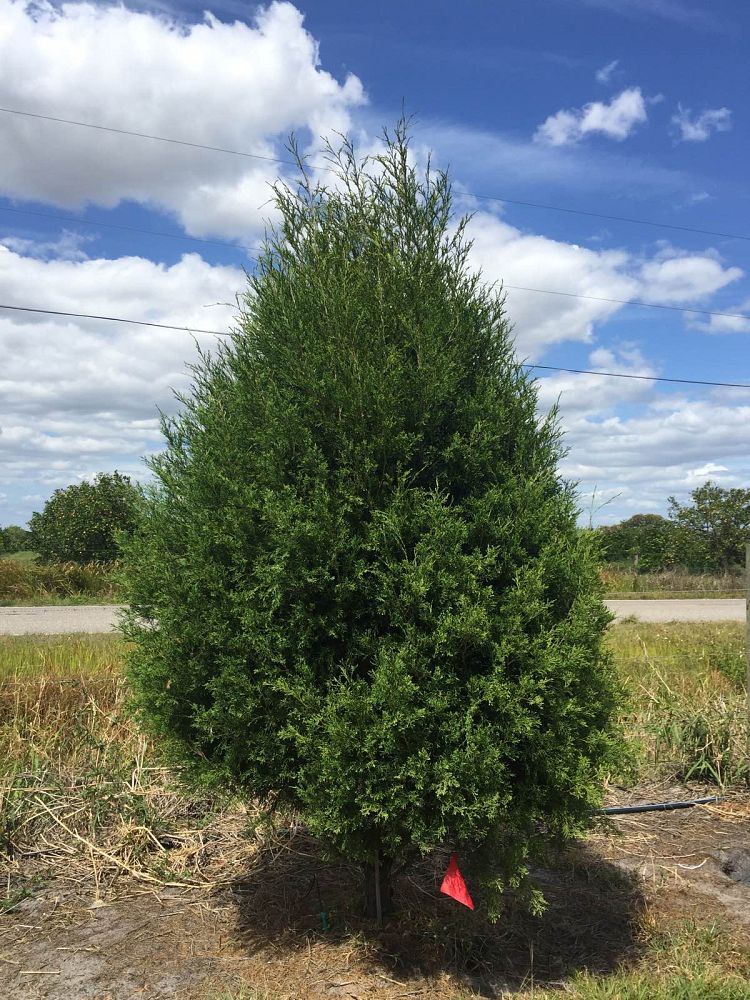 juniperus-virginiana-silicicola-southern-red-cedar