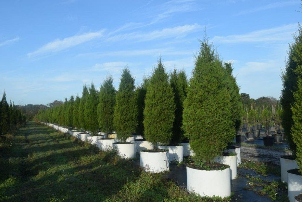 juniperus-virginiana-silicicola-southern-red-cedar