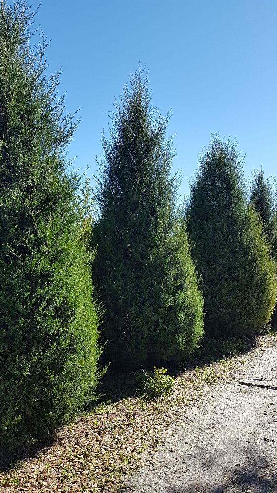 juniperus-virginiana-silicicola-southern-red-cedar