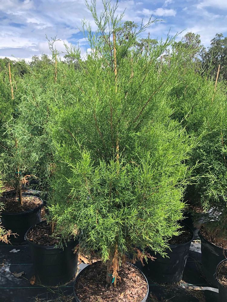 juniperus-virginiana-silicicola-southern-red-cedar