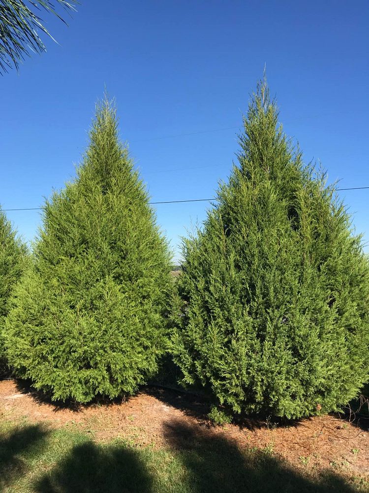 juniperus-virginiana-silicicola-southern-red-cedar