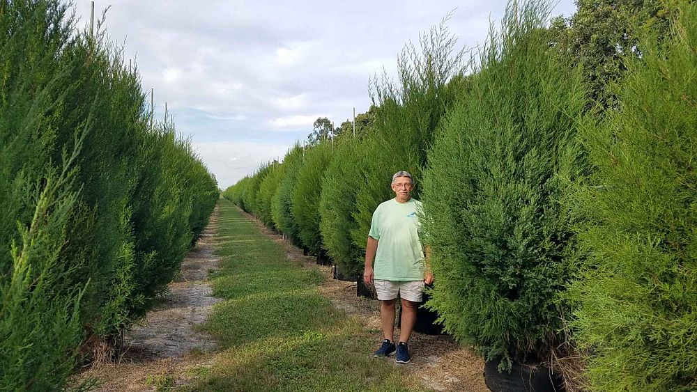 juniperus-virginiana-silicicola-southern-red-cedar
