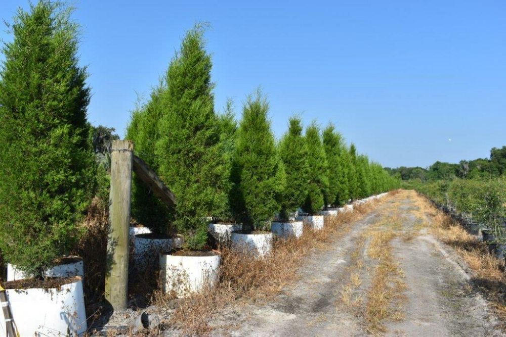 juniperus-virginiana-silicicola-southern-red-cedar