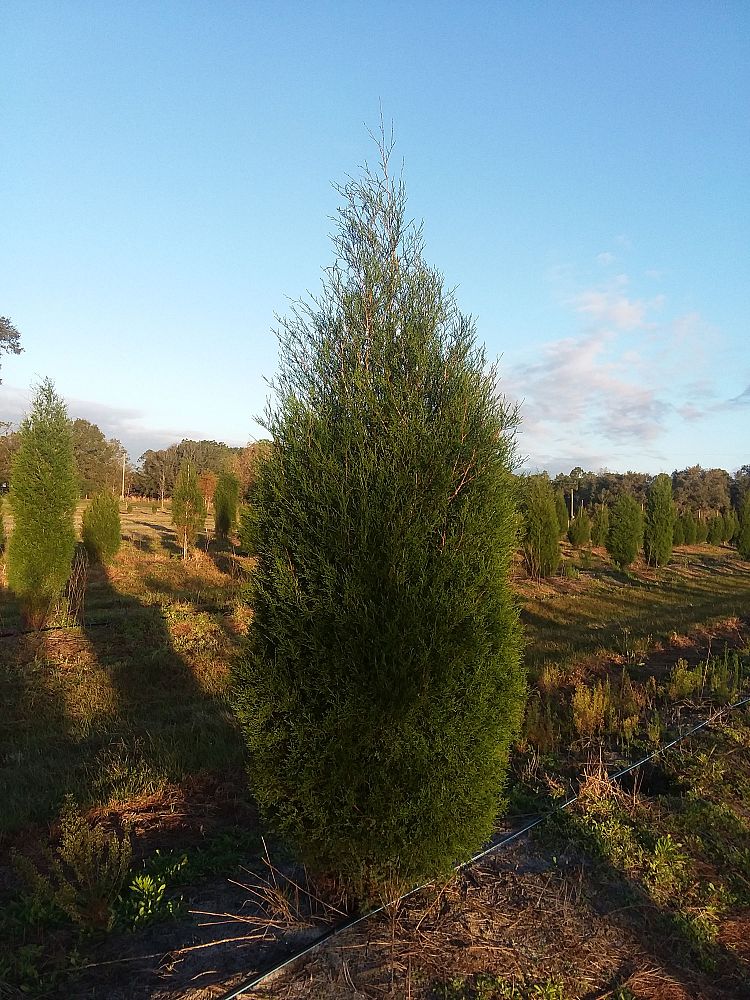juniperus-virginiana-silicicola-southern-red-cedar
