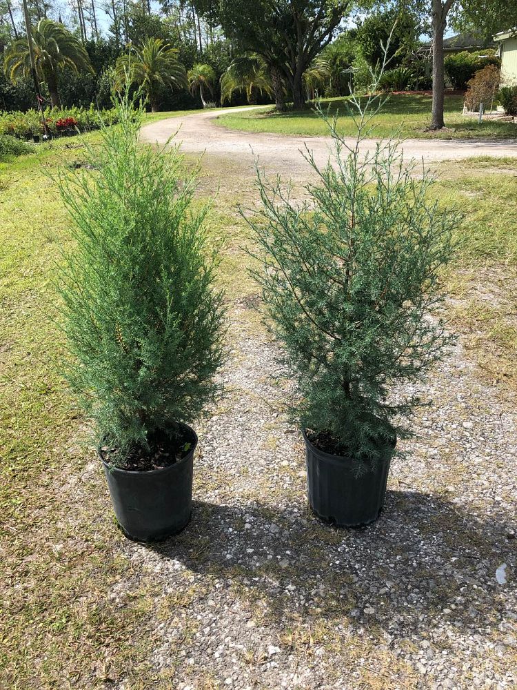juniperus-virginiana-silicicola-southern-red-cedar